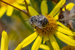Anthophora bimaculata
