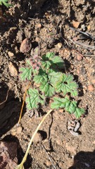 Pelargonium lobatum