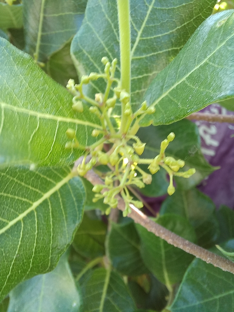 Streptocaulon kleinii (Streptocaulon kleinii)