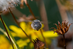 Anthophora bimaculata