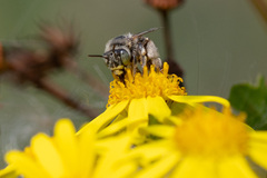 Anthophora bimaculata