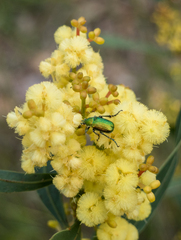 Diphucephala