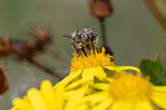 Anthophora bimaculata