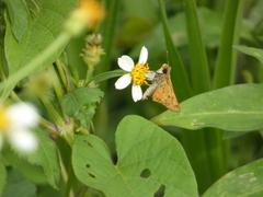 Polites vibex praeceps