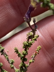 Jamesbrittenia calciphila