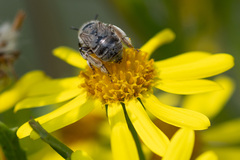 Anthophora bimaculata