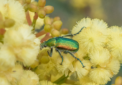 Diphucephala