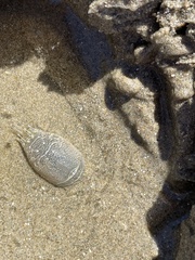 Emerita analoga