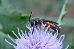 Sphecodogastra