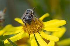 Anthophora bimaculata