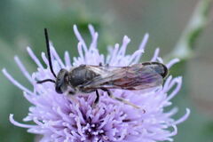 Sphecodogastra