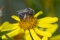 Anthophora bimaculata