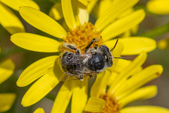 Anthophora bimaculata