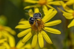 Anthophora bimaculata