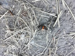 Nicrophorus vespilloides