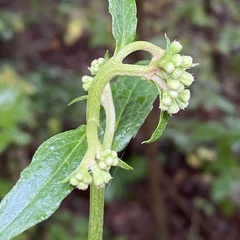 Nabalus serpentarius