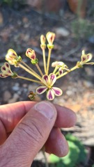 Pelargonium lobatum