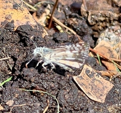 Burnsius communis
