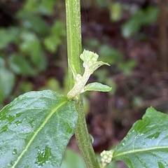 Nabalus serpentarius