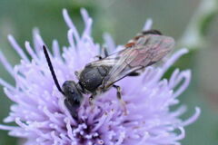 Sphecodogastra