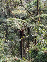 Cyathea australis