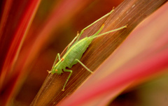 Meconema meridionale