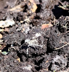 Burnsius communis