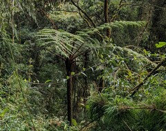 Cyathea australis