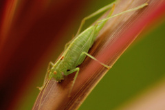 Meconema meridionale