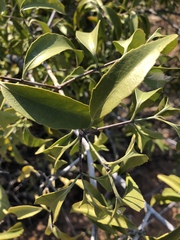 Pristimera longipetiolata