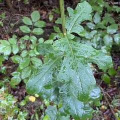 Nabalus serpentarius