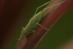 Meconema meridionale