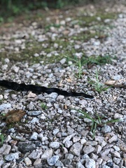 Pantherophis alleghaniensis