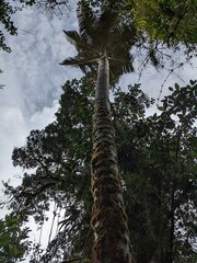 Ceroxylon quindiuense