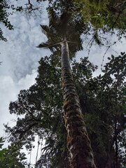 Ceroxylon quindiuense