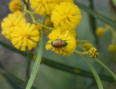 Diphucephala