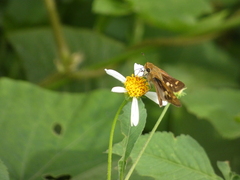 Polites vibex praeceps