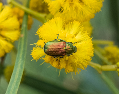 Diphucephala