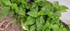 Synedrella nodiflora