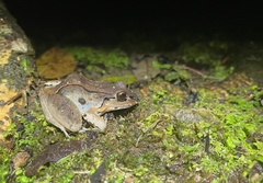 Leptodactylus