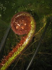 Cyathea
