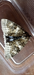 Catocala fraxini