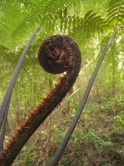 Cyathea