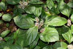 Pachysandra axillaris