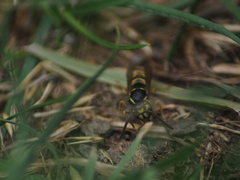Vespula vulgaris