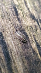 Porcellio spinicornis