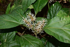 Pachysandra axillaris