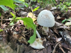 Amidella