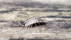 Porcellio spinicornis