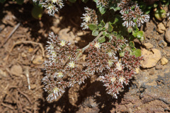 Polycarpaea divaricata